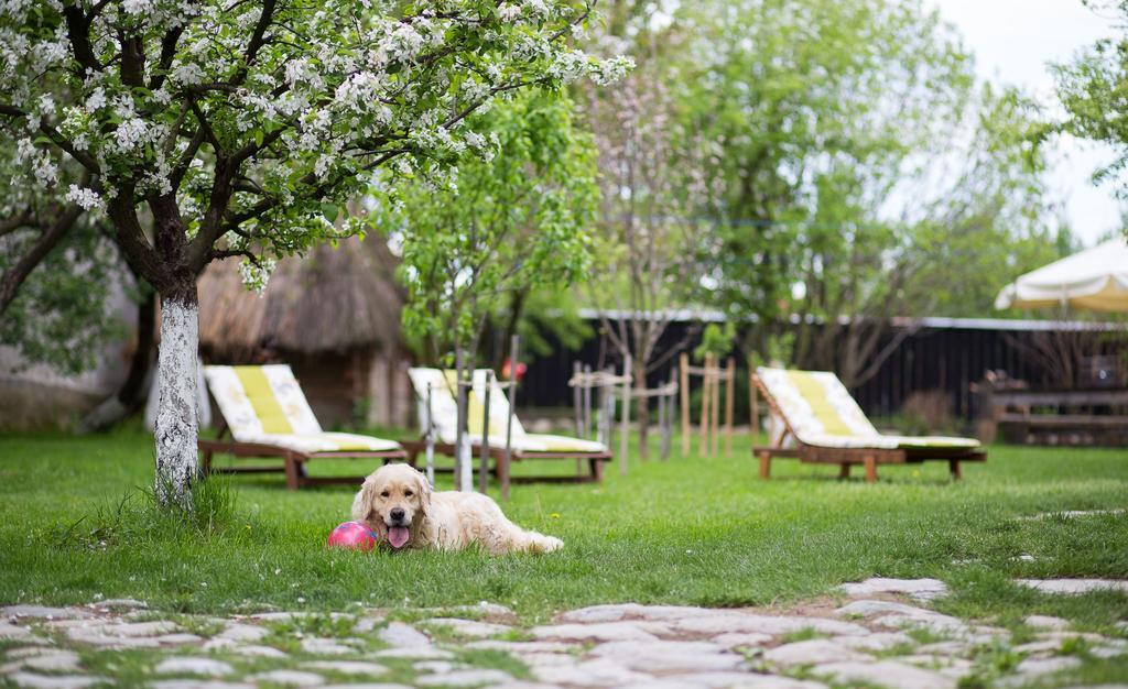 Casa Mosului - Transfagarasan Bed & Breakfast Cîrţişoara Eksteriør bilde
