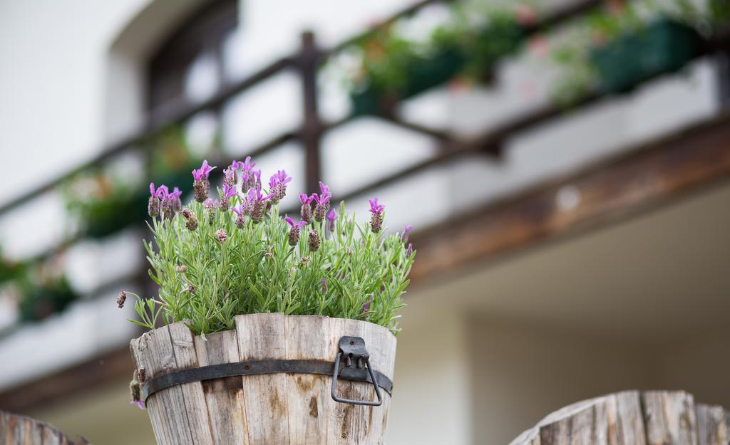 Casa Mosului - Transfagarasan Bed & Breakfast Cîrţişoara Eksteriør bilde