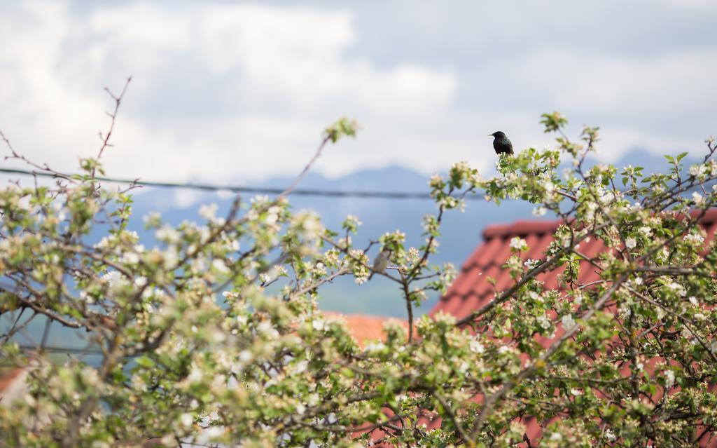 Casa Mosului - Transfagarasan Bed & Breakfast Cîrţişoara Eksteriør bilde
