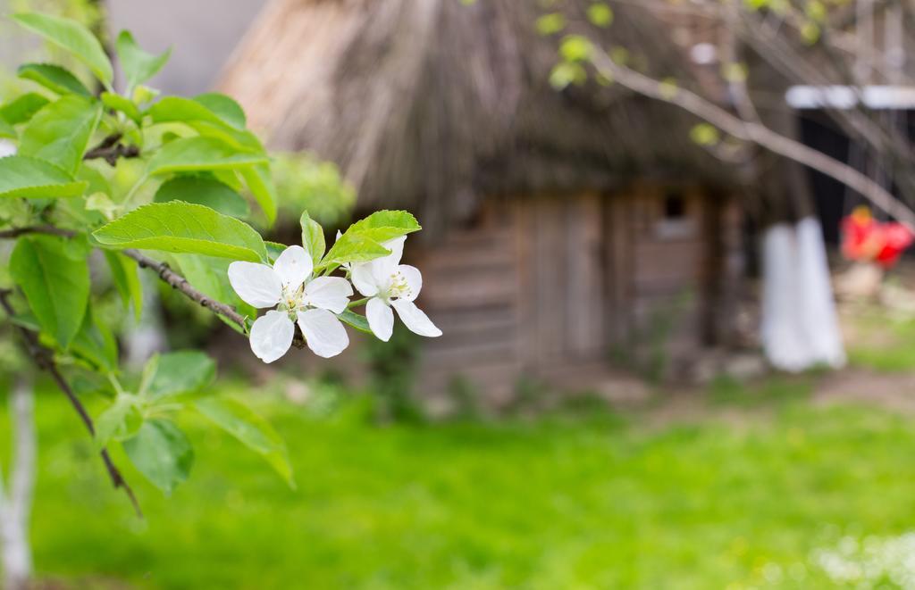 Casa Mosului - Transfagarasan Bed & Breakfast Cîrţişoara Eksteriør bilde